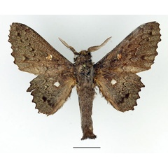/filer/webapps/moths/media/images/C/cinerascens_Mimopacha_AM_Basquin_02.jpg