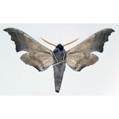 /filer/webapps/moths/media/images/G/grayii_Polyptychoides_AM_Aulombard_02.jpg