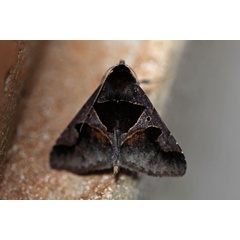 /filer/webapps/moths/media/images/D/disjuncta_Anoba_A_Voaden_01.jpg