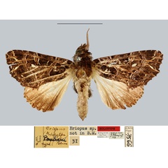/filer/webapps/moths/media/images/P/pauliani_Callopistria_HT_MNHN.jpg