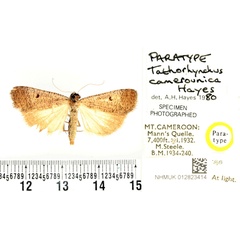 /filer/webapps/moths/media/images/C/camerounica_Tathorhynchus_PTF_BMNH_02.jpg