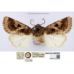 /filer/webapps/moths/media/images/S/spodopterodes_Sidemia_HT_BMNH_UX7vfaX.jpg