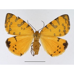 /filer/webapps/moths/media/images/P/pantheraria_Veniolides_AF_TMSA.jpg