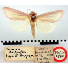 /filer/webapps/moths/media/images/D/disticta_Timora_HT_BMNH.jpg
