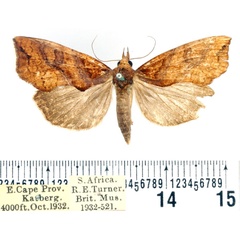 /filer/webapps/moths/media/images/N/natalensis_Plusiodonta_AF_BMNH.jpg