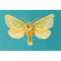 /filer/webapps/moths/media/images/A/aureliae_Taeda_HT_TMSA.jpg
