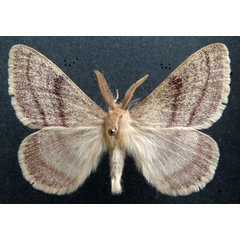 /filer/webapps/moths/media/images/D/devylderi_Trichophiala_AM_MHNGa.jpg