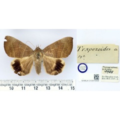/filer/webapps/moths/media/images/T/trapezoides_Achaea_LT_BMNH.jpg