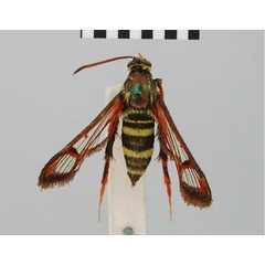 /filer/webapps/moths/media/images/P/pyrostoma_Synanthedon_HT_BMNH.jpg