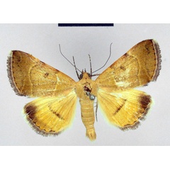 /filer/webapps/moths/media/images/L/lutosa_Chalciope_HT_ZMHB.jpg