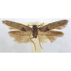 /filer/webapps/moths/media/images/A/anthracodelta_Scythris_HT_BMNH.jpg