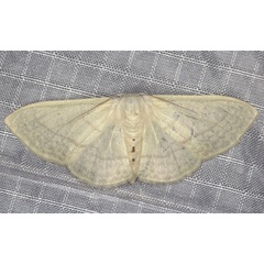 /filer/webapps/moths/media/images/C/ctenophora_Somatina_AF_Heyns_01.jpg