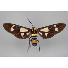 /filer/webapps/moths/media/images/W/wasinica_Euchromia_HT_BMNH.jpg