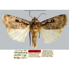 /filer/webapps/moths/media/images/P/portieri_Ochropleura_AT_MNHN.jpg