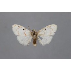 /filer/webapps/moths/media/images/L/loloana_Cyana_A_BMNH.jpg
