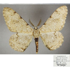 /filer/webapps/moths/media/images/P/potaenia_Colocleora_AM_ZSMa.jpg