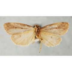 /filer/webapps/moths/media/images/I/indecisa_Philenora_PT_NHMUKb.jpg