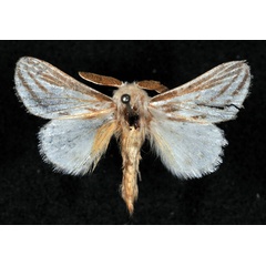 /filer/webapps/moths/media/images/F/fulvostriata_Labea_HT_MWNH_01.jpg