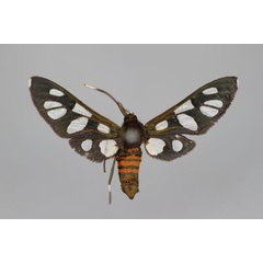 /filer/webapps/moths/media/images/C/cerbera_Amata_A_BMNH.jpg