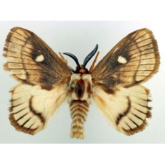 /filer/webapps/moths/media/images/E/eborea_Strigivenifera_AM_Basquin_01.jpg