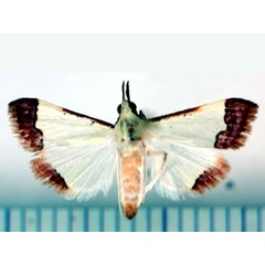 /filer/webapps/moths/media/images/M/marginata_Autocharis_A_Poltavsky.jpg
