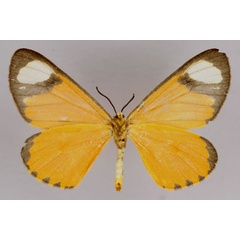 /filer/webapps/moths/media/images/T/tenuis_Zerenopsis_A_ZSM_02.jpg