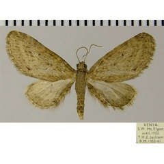 /filer/webapps/moths/media/images/C/celatisigna_Eupithecia_AM_ZSM.jpg