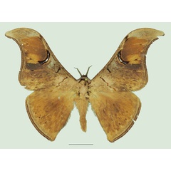 /filer/webapps/moths/media/images/N/nyungwensis_Dogoia_AM_Basquina.jpg