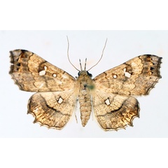 /filer/webapps/moths/media/images/V/vicaria_Egnasia_AF_TMSA_02.jpg