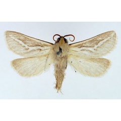 /filer/webapps/moths/media/images/I/ibex_Eudalaca_AM_TMSA_02.jpg