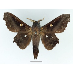 /filer/webapps/moths/media/images/O/occidentalis_Mimopacha_AM_Basquin_02.jpg
