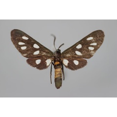 /filer/webapps/moths/media/images/B/borguensis_Epitoxis_HT_BMNH.jpg