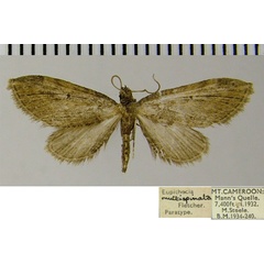 /filer/webapps/moths/media/images/M/multispinata_Eupithecia_AM_ZSM.jpg