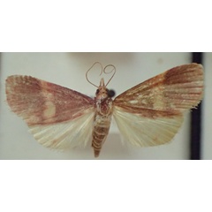 /filer/webapps/moths/media/images/M/munroealis_Dicepolia_A_PZBT.jpg