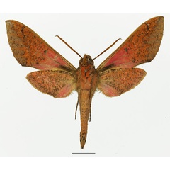 /filer/webapps/moths/media/images/M/meridionalis_Chaerocina_AM_Basquinb.jpg