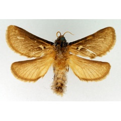 /filer/webapps/moths/media/images/V/vindex_Eudalaca_AM_TMSA_01.jpg