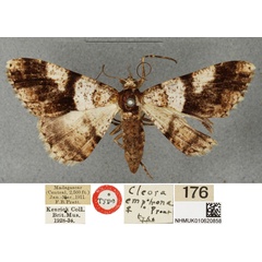 /filer/webapps/moths/media/images/E/emphona_Ectropis_HT_BMNH.jpg
