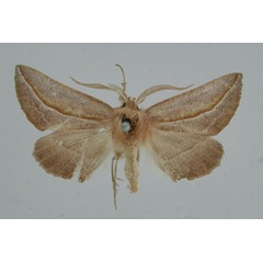 /filer/webapps/moths/media/images/C/curvaria_Drepanogynis_AM_ZMHB.jpg