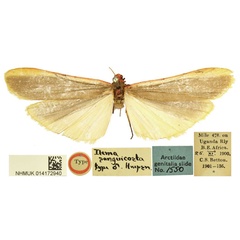 /filer/webapps/moths/media/images/S/sanguicosta_Ilema_LT_BMNH.jpg