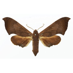 /filer/webapps/moths/media/images/A/anochus_Polyptychus_AF_Basquin_01.jpg