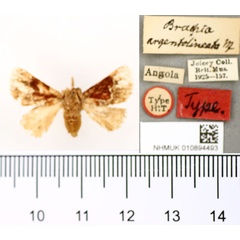 /filer/webapps/moths/media/images/A/argentolineata_Brachia_HT_BMNH.jpg