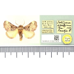 /filer/webapps/moths/media/images/D/diplothysana_Scotinochroa_PT_BMNH.jpg