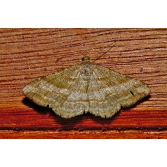 /filer/webapps/moths/media/images/F/furcata_Chiasmia_AF_Riddell.jpg
