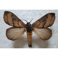 /filer/webapps/moths/media/images/P/picassoi_Sonitha_AF_Stroehle.jpg