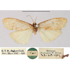 /filer/webapps/moths/media/images/B/bisticta_Ilema_HT_BMNH.jpg