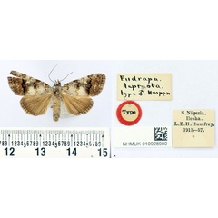/filer/webapps/moths/media/images/L/lepraota_Eudrapa_HT_BMNH.jpg