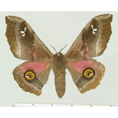 /filer/webapps/moths/media/images/L/leonardo_Ludia_AF_Basquin.jpg