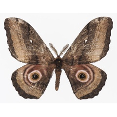 /filer/webapps/moths/media/images/J/jama_Gynanisa_AM_Basquina.jpg