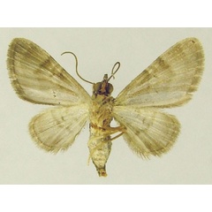 /filer/webapps/moths/media/images/N/nigella_Chloroclystis_AF_ZSMb.jpg