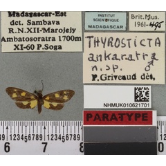 /filer/webapps/moths/media/images/A/ankaratra_Thyrosticta_PTM_BMNHa.jpg